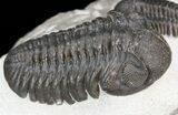 Austerops (Phacops) & Gerastos Trilobite Association #44518-3